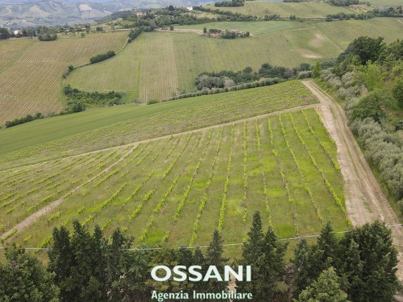 fotografie - terreno agricolo Brisighella (RA)  