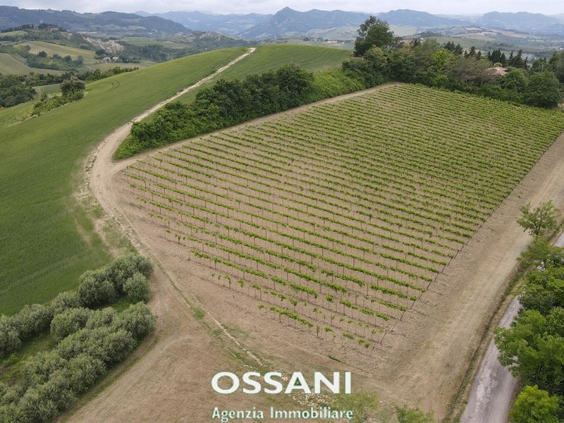 fotografie - terreno agricolo Brisighella (RA)  