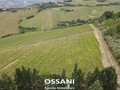 terreno agricolo Brisighella (RA)  